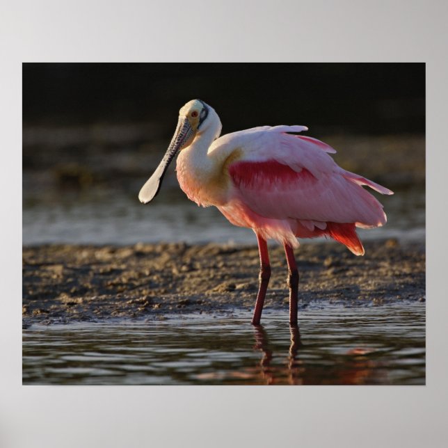 Roseate Spoonbill, Ajaia ajaja, Ding Darling Poster (Front)