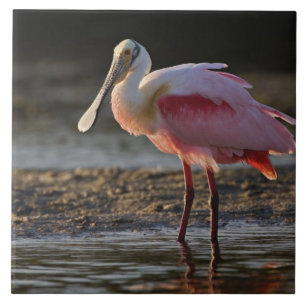 Roseate Spoonbill, Ajaia ajaja, Ding Darling Tile