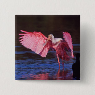 Roseate Spoonbill (Ajaia ajaja) with Cormorant 2 Inch Square Button