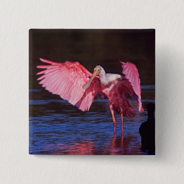 Roseate Spoonbill (Ajaia ajaja) with Cormorant 2 Inch Square Button (Front)