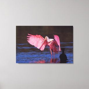 Roseate Spoonbill (Ajaia ajaja) with Cormorant Canvas Print