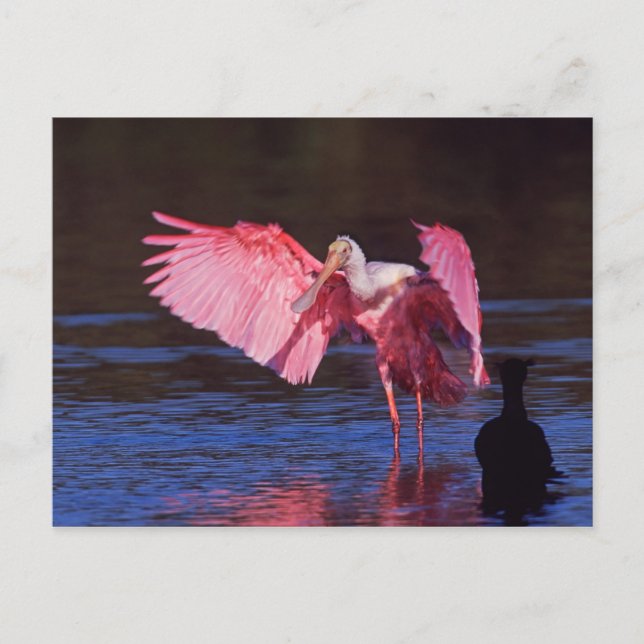 Roseate Spoonbill (Ajaia ajaja) with Cormorant Postcard (Front)