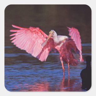 Roseate Spoonbill (Ajaia ajaja) with Cormorant Square Sticker