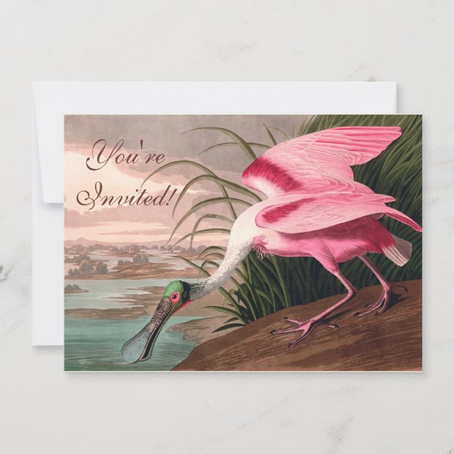 Roseate Spoonbill Audubon Bird Wildlife Invitation (Front)