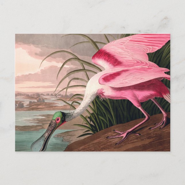 Roseate Spoonbill Audubon Bird Wildlife Postcard (Front)