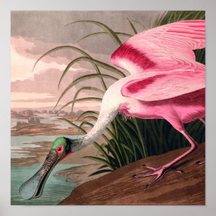 Roseate Spoonbill Audubon Bird Wildlife Poster