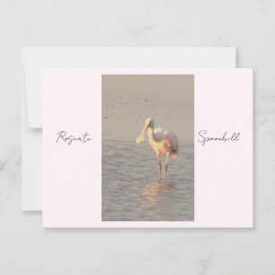 Roseate Spoonbill Bird Photo Postcard
