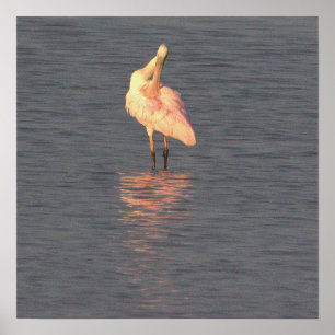 Roseate Spoonbill Bird Photo Poster