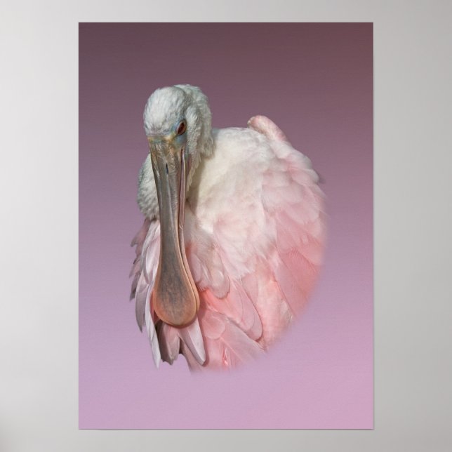Roseate Spoonbill Bird Poster (Front)