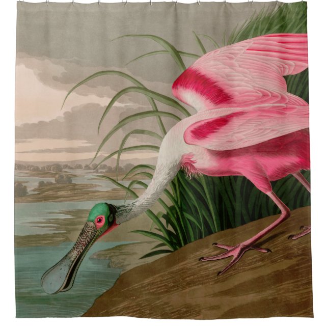 Roseate Spoonbill Birds of America Audubon Print (Front)