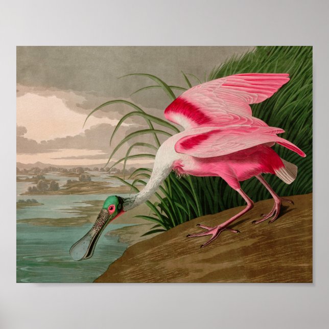 Roseate Spoonbill Birds of America Audubon Print (Front)