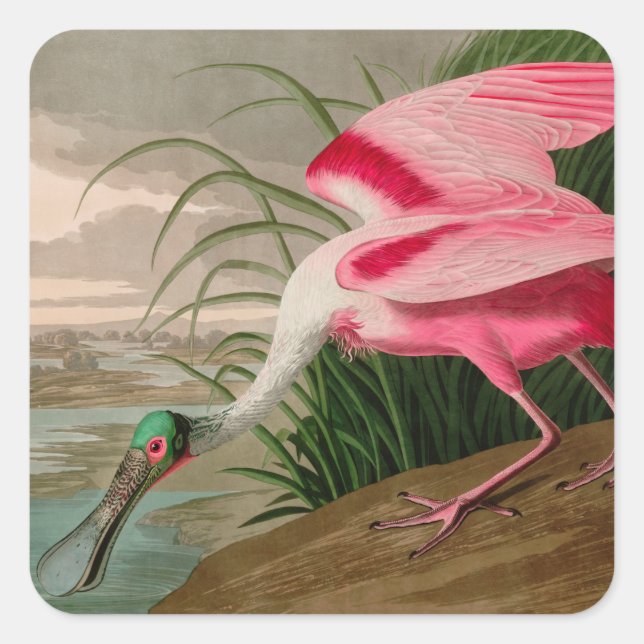 Roseate Spoonbill Birds of America Audubon Print Square Sticker (Front)