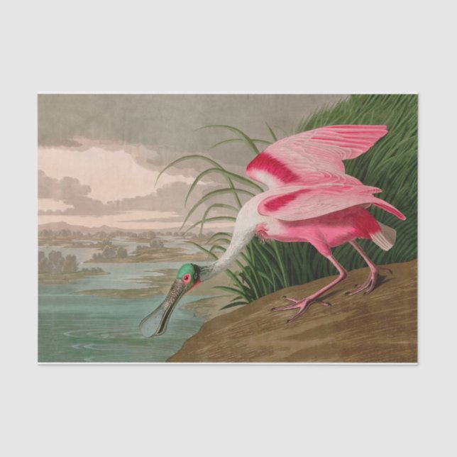 Roseate Spoonbill Birds of America Audubon Print Tissue Paper (Front)
