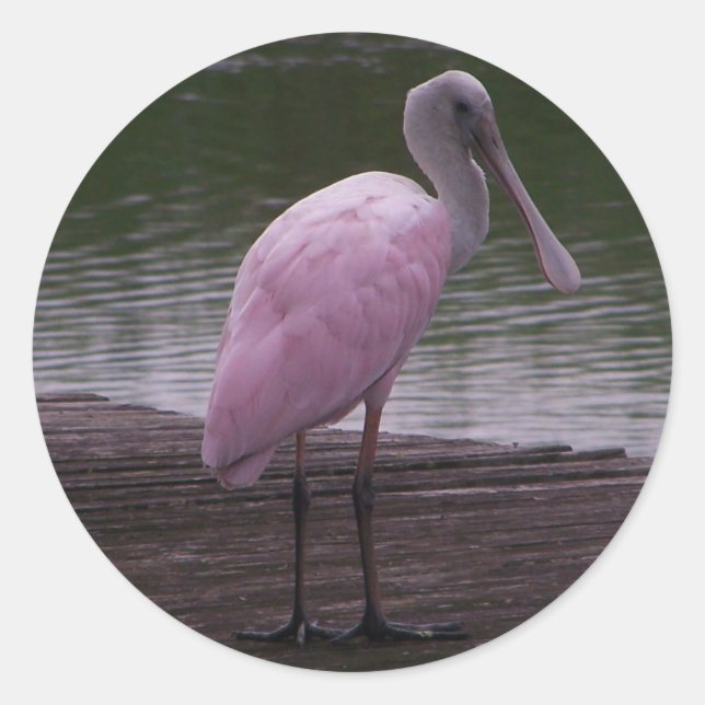 Roseate Spoonbill Classic Round Sticker (Front)
