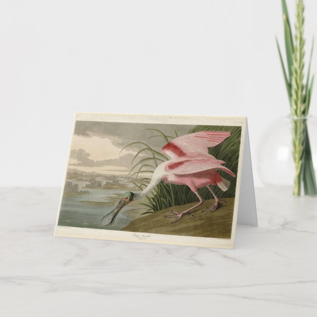 Roseate Spoonbill from Audubon's Birds of America Card (Front)