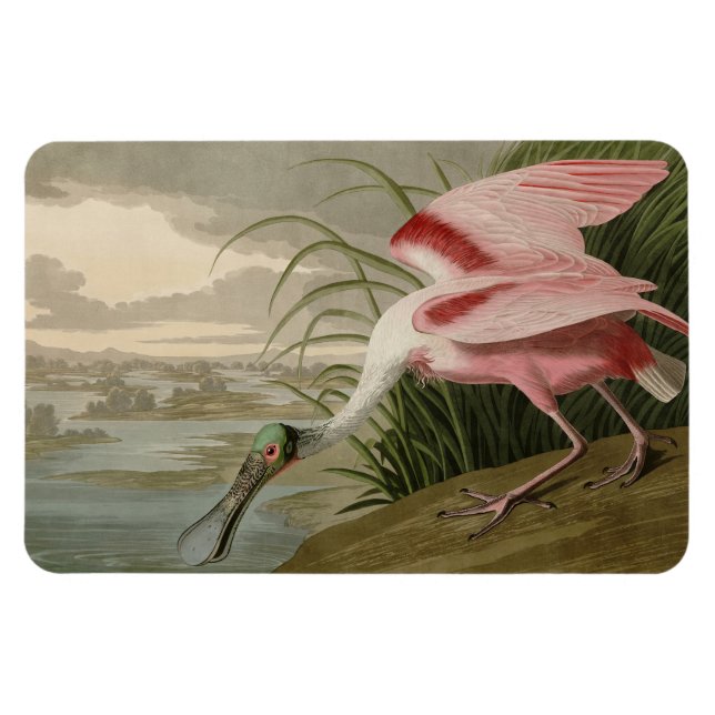 Roseate Spoonbill from Audubon's Birds of America Magnet (Horizontal)