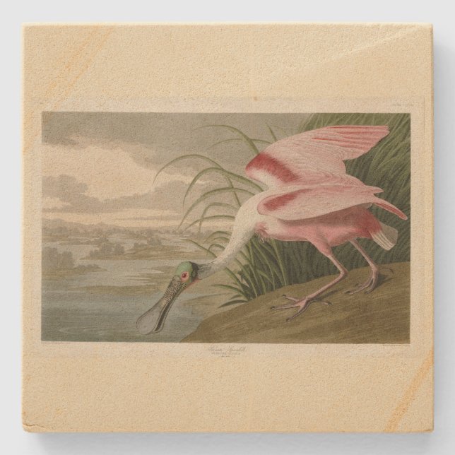 Roseate Spoonbill from Audubon's Birds of America Stone Coaster (Front)