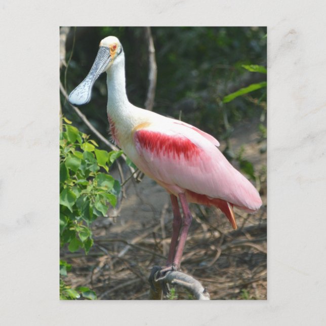 Roseate Spoonbill High Island Texas Postcard (Front)
