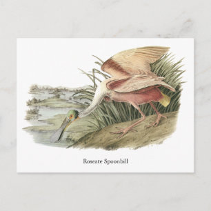 Roseate Spoonbill, John Audubon Postcard