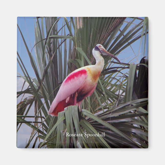 Roseate Spoonbill magnet (Front)