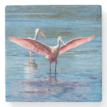 Roseate Spoonbill Marble Stone Coaster