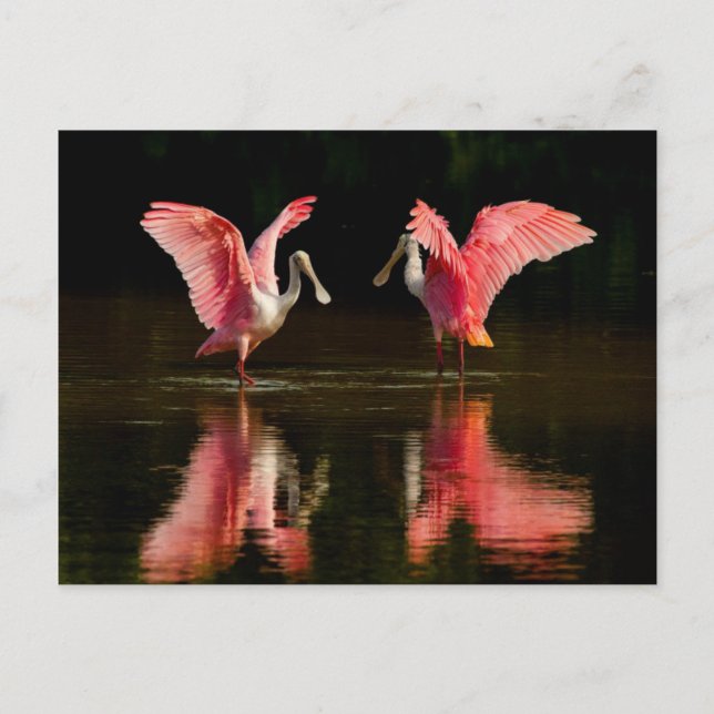 Roseate Spoonbill Mating Dance Postcard (Front)