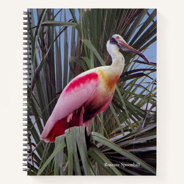 Roseate Spoonbill notebook (Front)