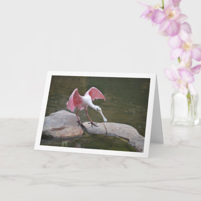Roseate Spoonbill on Rocks Card (Orchid)