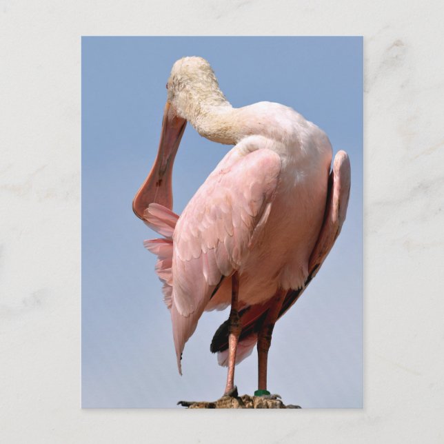 Roseate Spoonbill on wood post Postcard (Front)