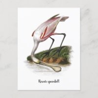 Roseate spoonbill painting Small
