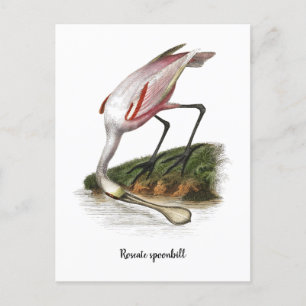 Roseate spoonbill painting Small Postcard