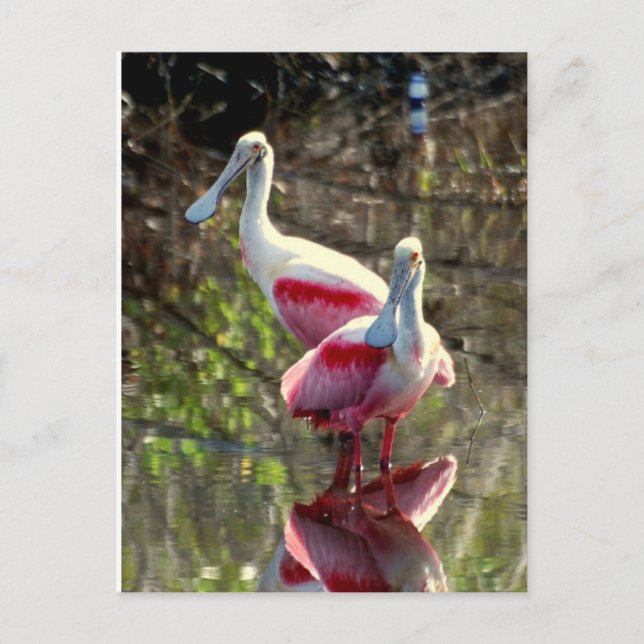 Roseate Spoonbill Postcard (Front)