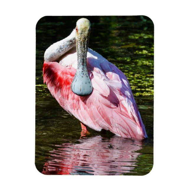 Roseate Spoonbill Puzzle Magnet (Vertical)