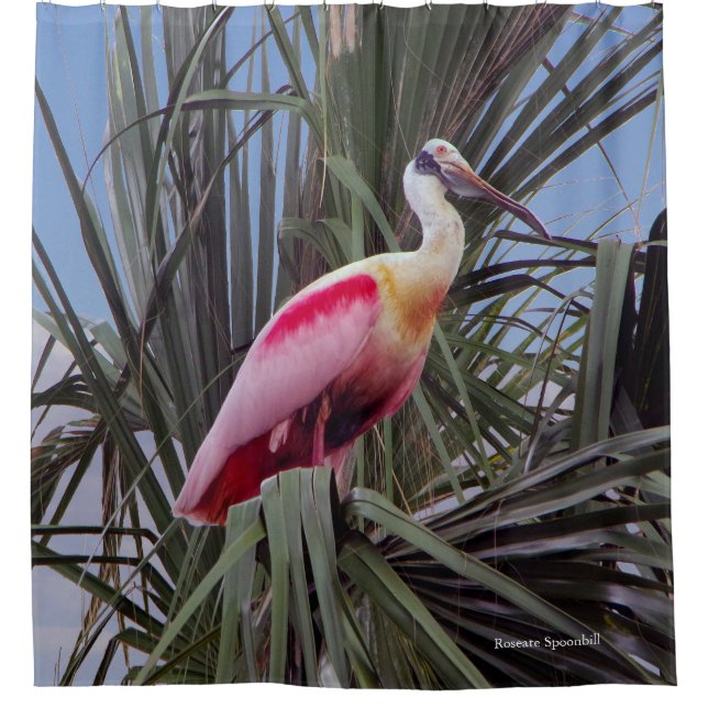 Roseate Spoonbill shower curtain (Front)