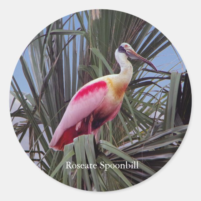 Roseate Spoonbill sticker (Front)