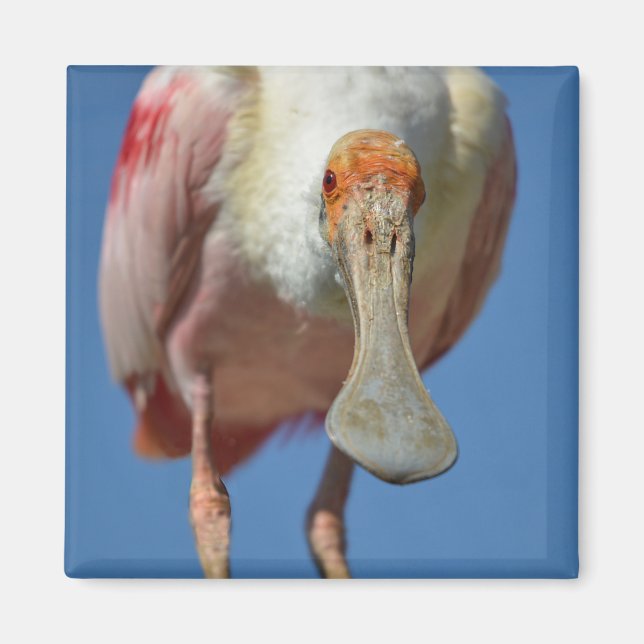 Roseate Spoonbill with its big beak  Magnet (Front)