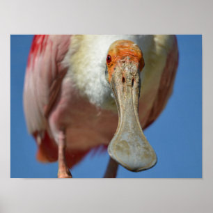 Roseate Spoonbill with its big beak  Poster