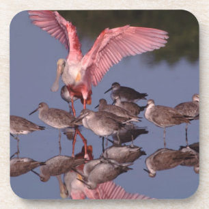 Roseate Spoonbill with Willets in shallow water Coaster