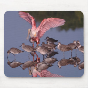 Roseate Spoonbill with Willets in shallow water Mouse Pad
