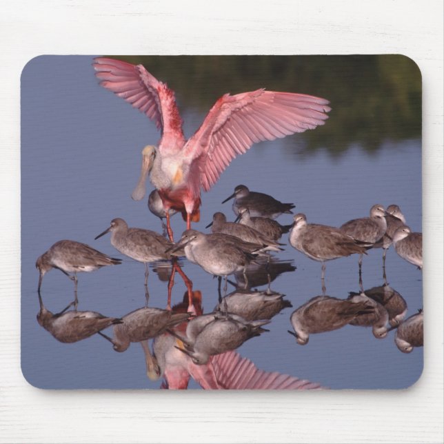 Roseate Spoonbill with Willets in shallow water Mouse Pad (Front)
