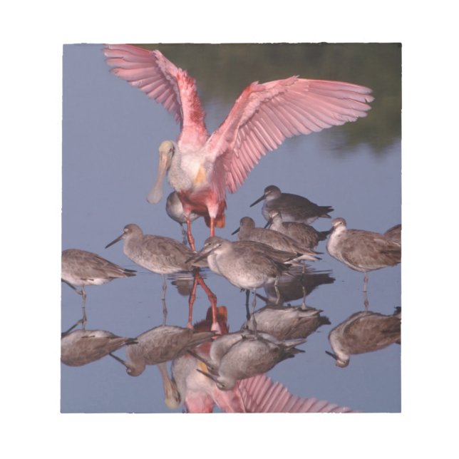 Roseate Spoonbill with Willets in shallow water Notepad (Front)