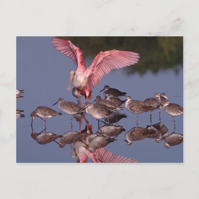 Roseate Spoonbill with Willets in shallow water Postcard (Front)