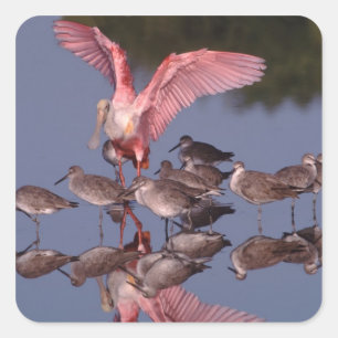 Roseate Spoonbill with Willets in shallow water Square Sticker