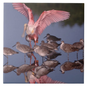 Roseate Spoonbill with Willets in shallow water Tile