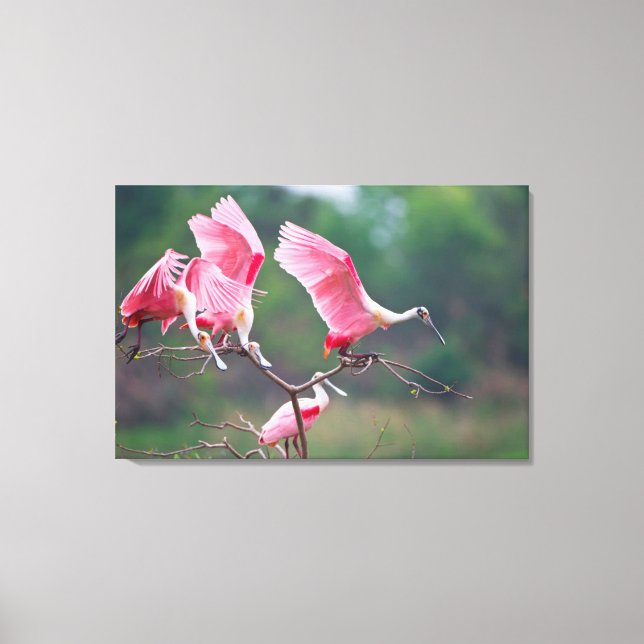 Roseate Spoonbills (Ajaia Ajaja) Landing Canvas Print (Front)