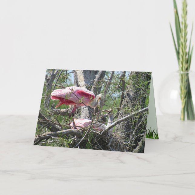 Roseate Spoonbills Nesting Folded Greeting Card (Front)
