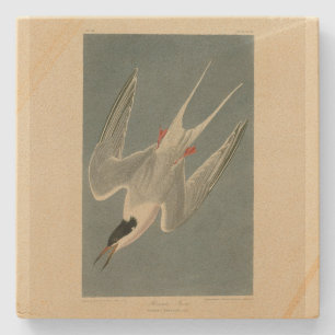 Roseate Tern from Audubon's Birds of America Stone Coaster