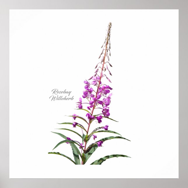 Rosebay Willowherb Poster (Front)