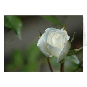 Rosebud blanc