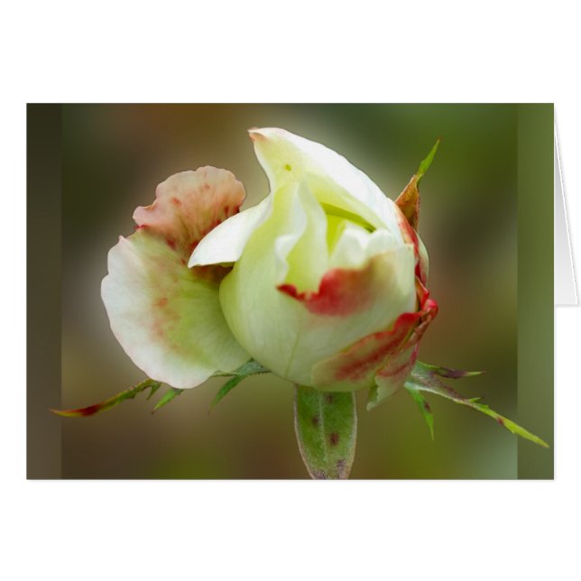 rosebud brillant (Devant horizontal)